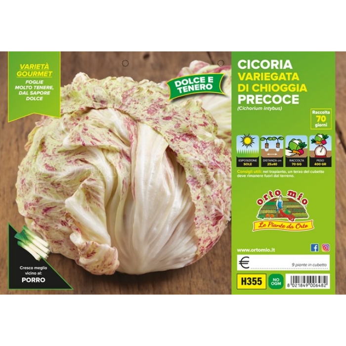ACHICORIA JASPEADA PRECOZ CHIOGGIA