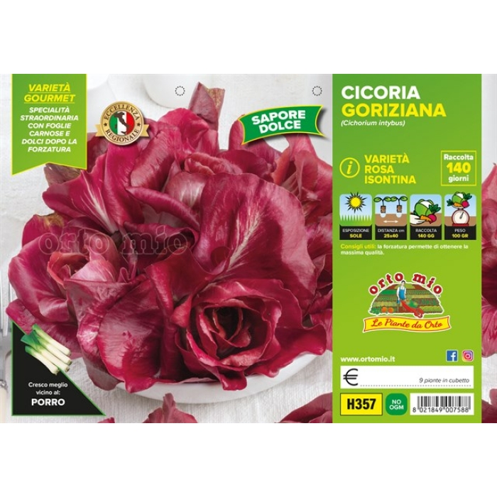 ACHICORIA GORIZIANA O ROJA ISONTINA