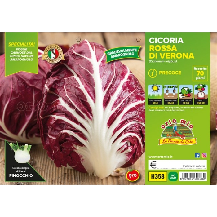 ACHICORIA ROJA DE VERONA PRECOZ