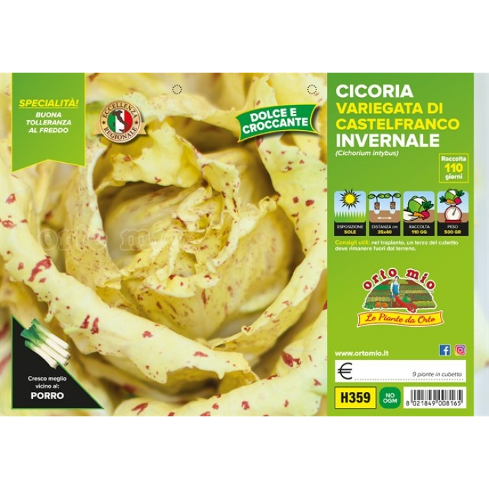 ACHICORIA JASPEADA CASTELFRANCO TARDÍA var. LUCREZIA