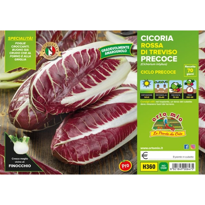 ACHICORIA ROJA DE TREVISO PRECOZ var. ZERO