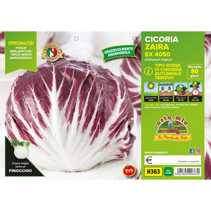ACHICORIA BOLA ROJA MEDIO TARDÍA var. TT 4050