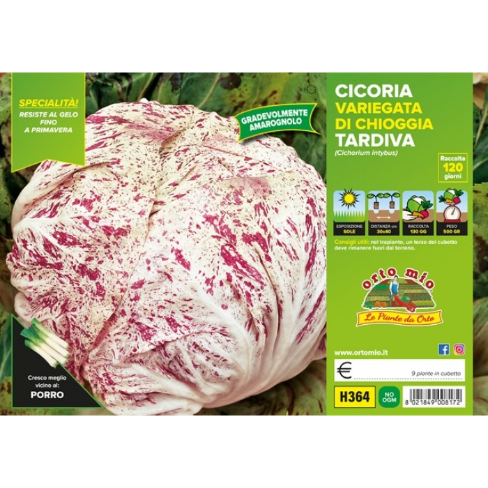 ACHICORIA JASPEADA TARDIA CHIOGGIA var. MARINA
