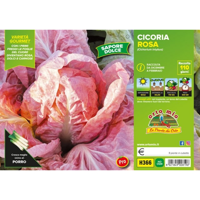 ACHICORIA ROJA DE VERONA var. ROSA