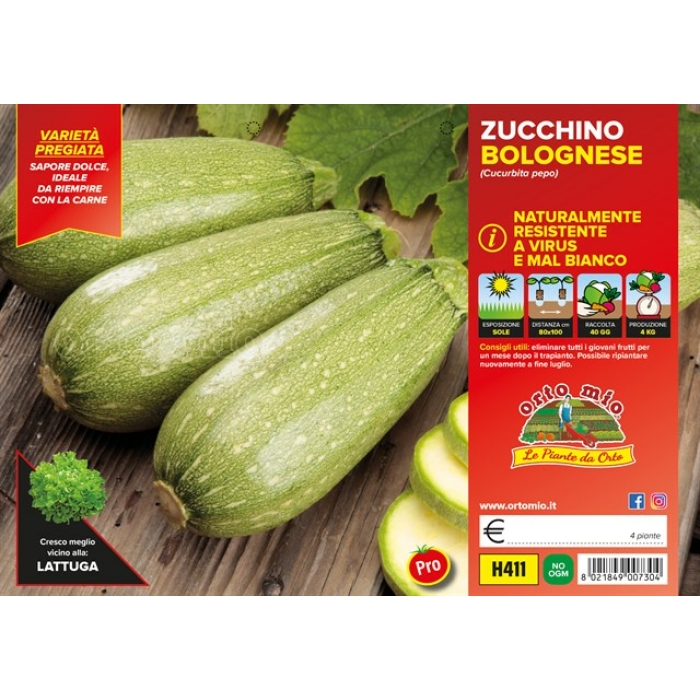 CALABACIN BOLOÑES DE RELLENO var. MEJICANA F1