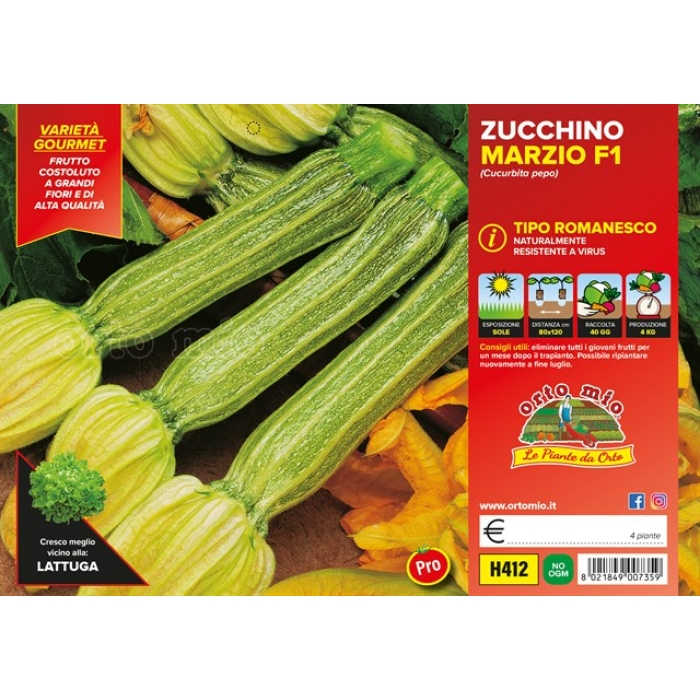 CALABACIN ROMANESCO var. FLORIDUS F1