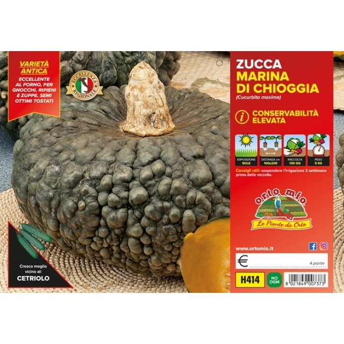 CALABAZA MARINA DE CHIOGGIA
