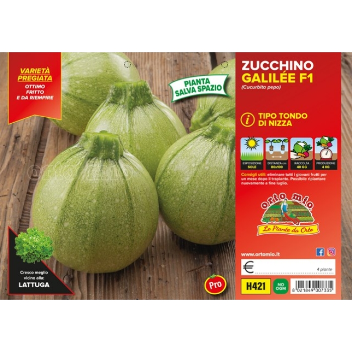 CALABACIN REDONDO CLARO BOLDENICE F1