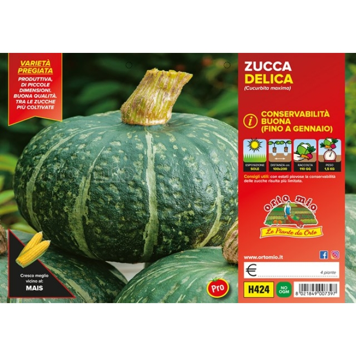 CALABAZA REDONDA var. DELICA F1