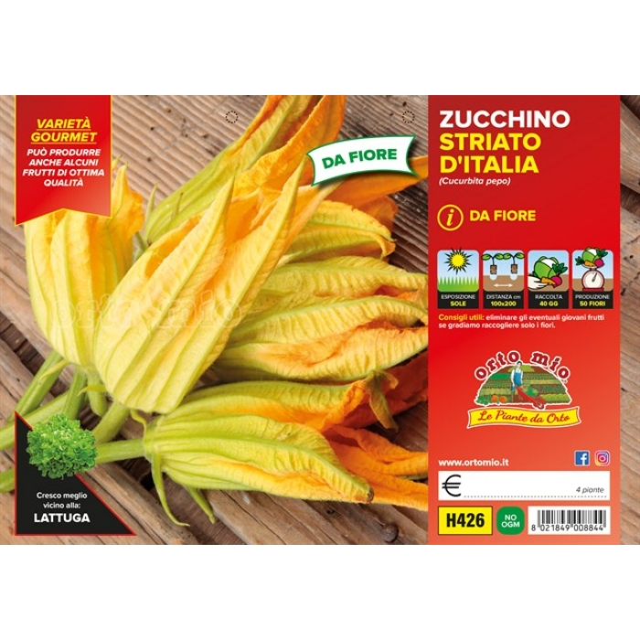 CALABACIN DE FLOR var. ESTRIADO DE ITALIA F1