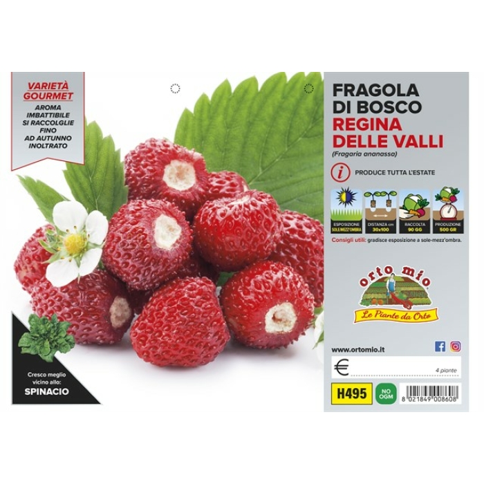 FRESA DEL BOSQUE var. REINA DEL VALLE
