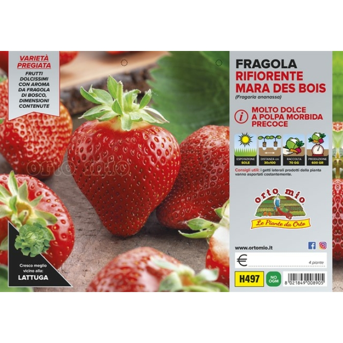 FRESA 4 ESTACIONES (precoz)  var. MARA DES BOIS
