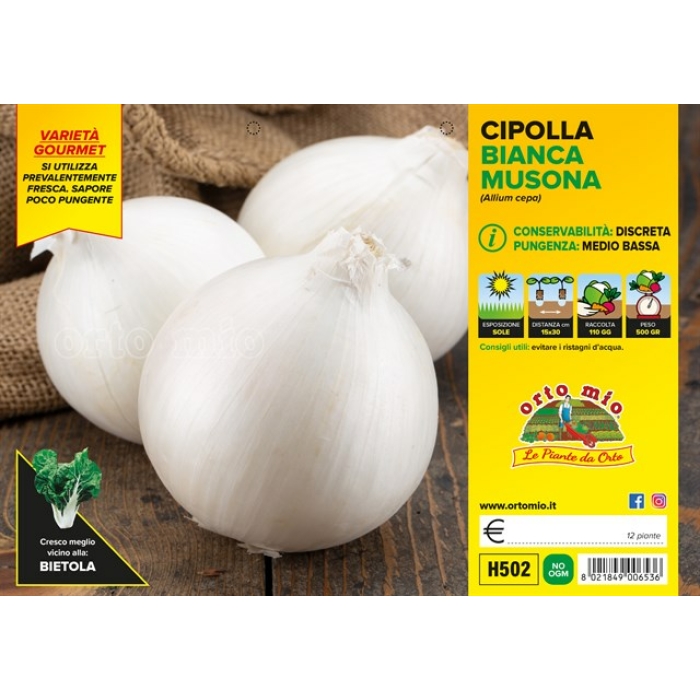 CEBOLLA BLANCA REDONDA MUSONA DE AGOSTO