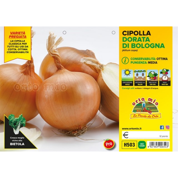 CEBOLLA DORADA DE BOLONIA var. BOREAS F1 - ELENKA F1