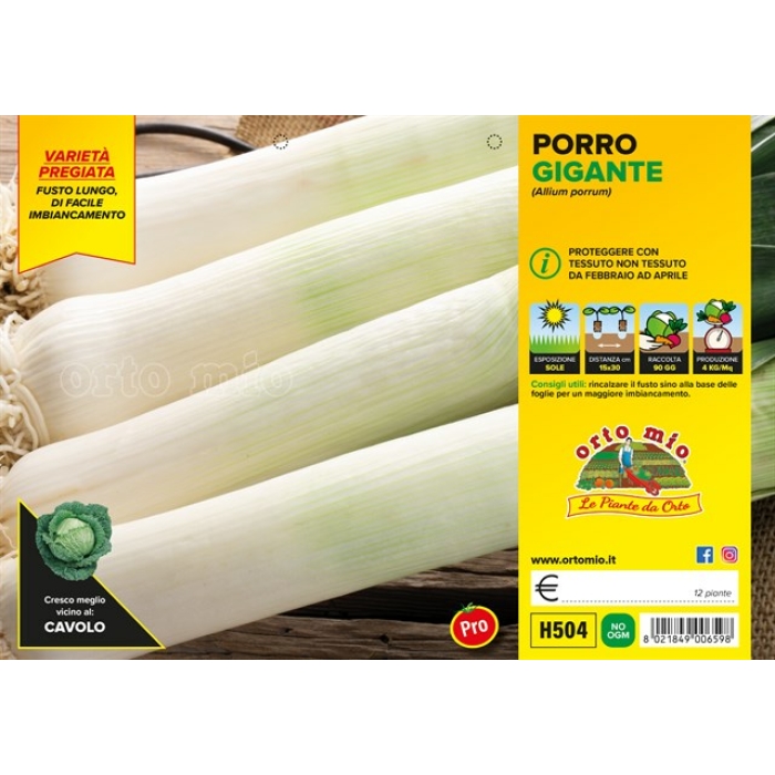 PUERRO GIGANTE var. MATEJKO F1