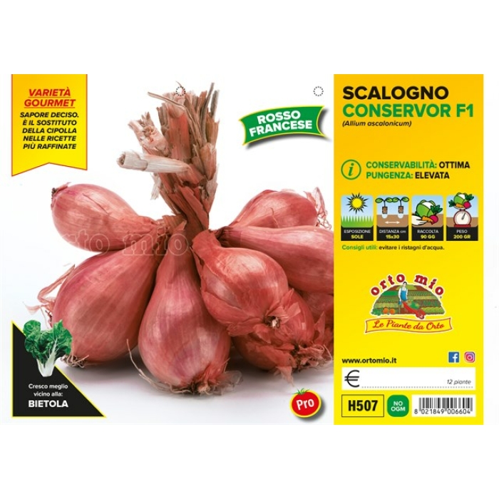 CEBOLLA CHALOTA ROJA var. CONSERVOR F1