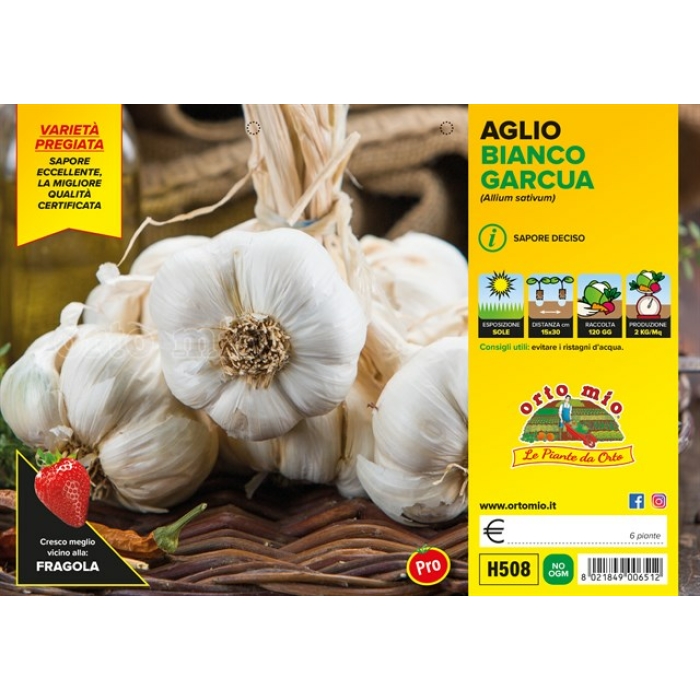 AJO BLANCO var. Garcua