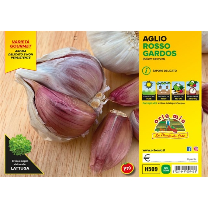 AJO ROJO var. Gardos