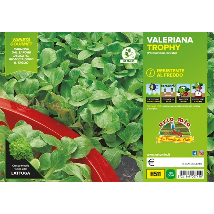 VALERIANA VERDE var. TROPHY