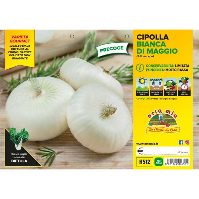 CEBOLLA BLANCA PLANA DE MAYO