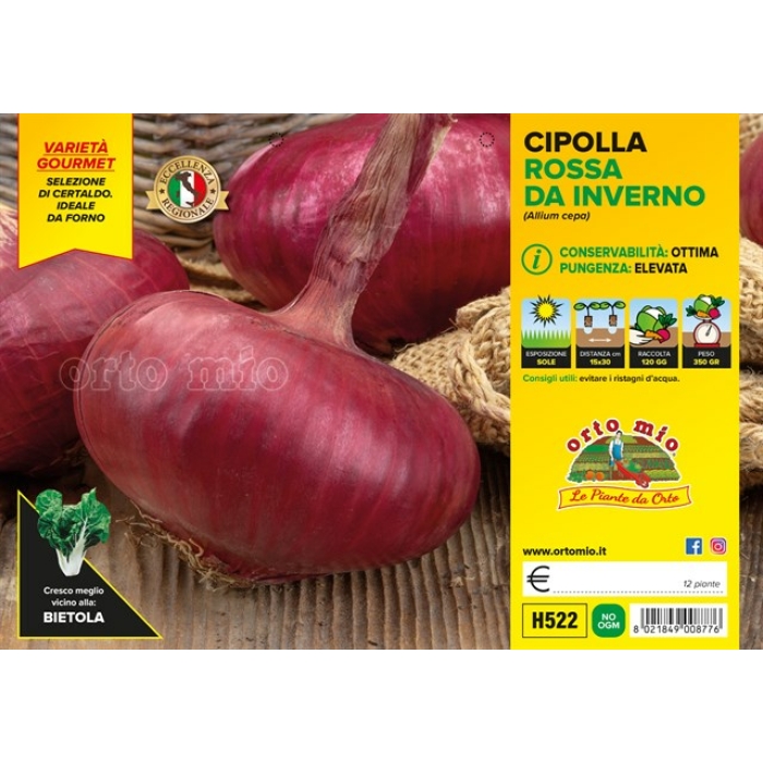 CEBOLLA ROJA PLANA DE ITALIA INVERNAL