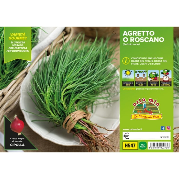 SALSOLA SODA