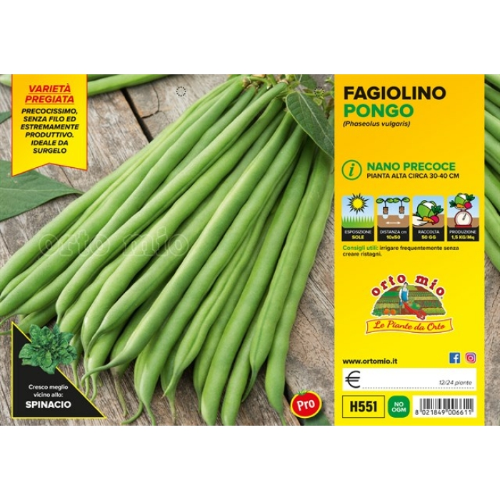 JUDIA PRECOZ MATA BAJA VERDE var. PONGO