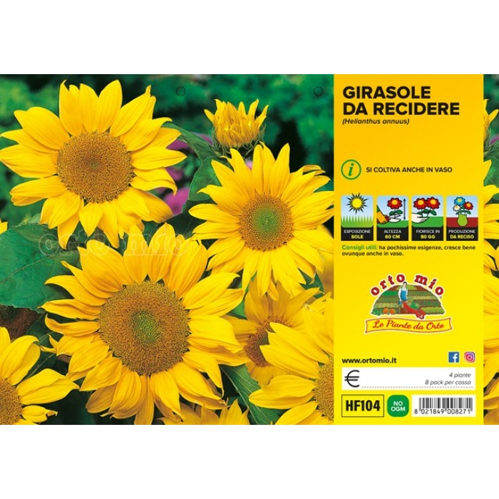 PLANTIO FLOR GIRASOL ENANO