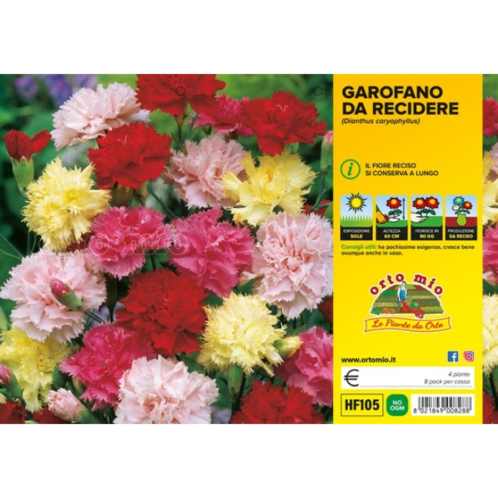 PLANTIO FLOR CLAVEL