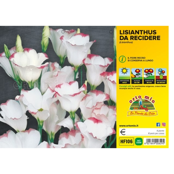 PLANTIO FLOR LISIANTHUS