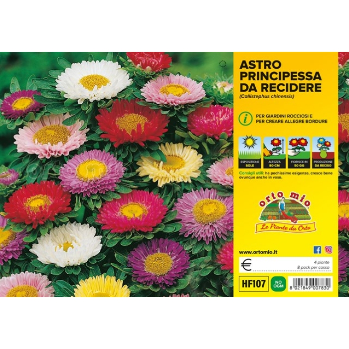PLANTIO FLOR REINA MARGARITA