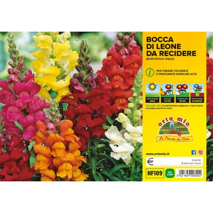 PLANTIO FLOR BOCA DE LEON