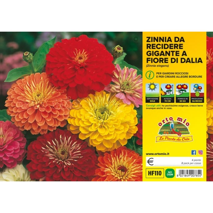 PLANTIO FLOR ZINNIA