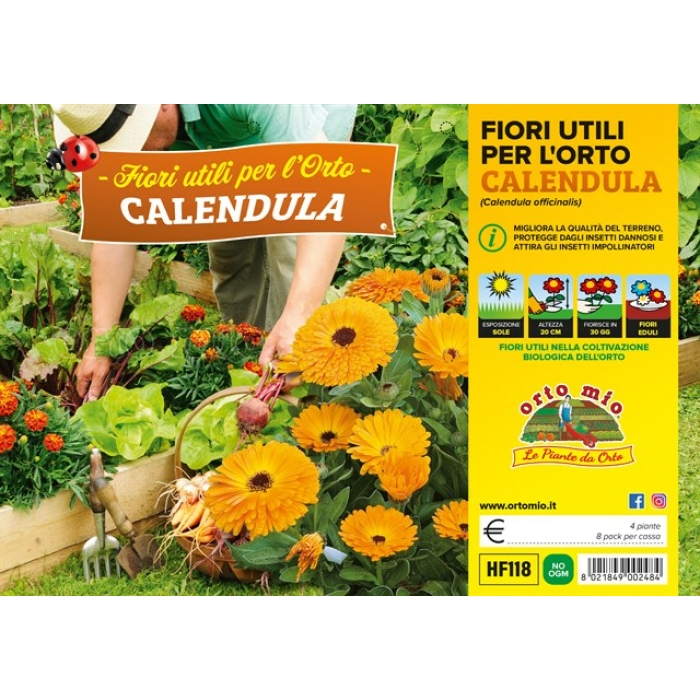 PLANTIO FLOR CALENDULA (Calendula Officinalis)