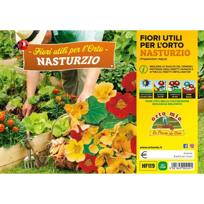 PLANTIO FLOR CAPUCHINA (Trapaeolum Majus)