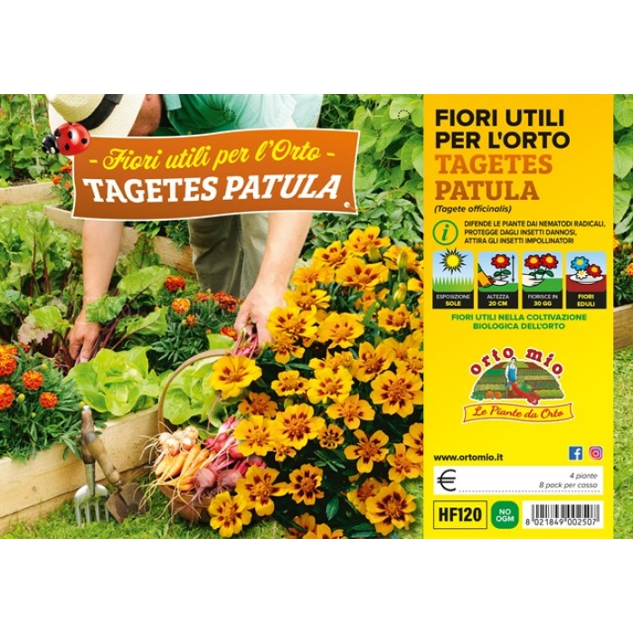 PLANTIO FLOR TAGETE (Tagetes Patula)