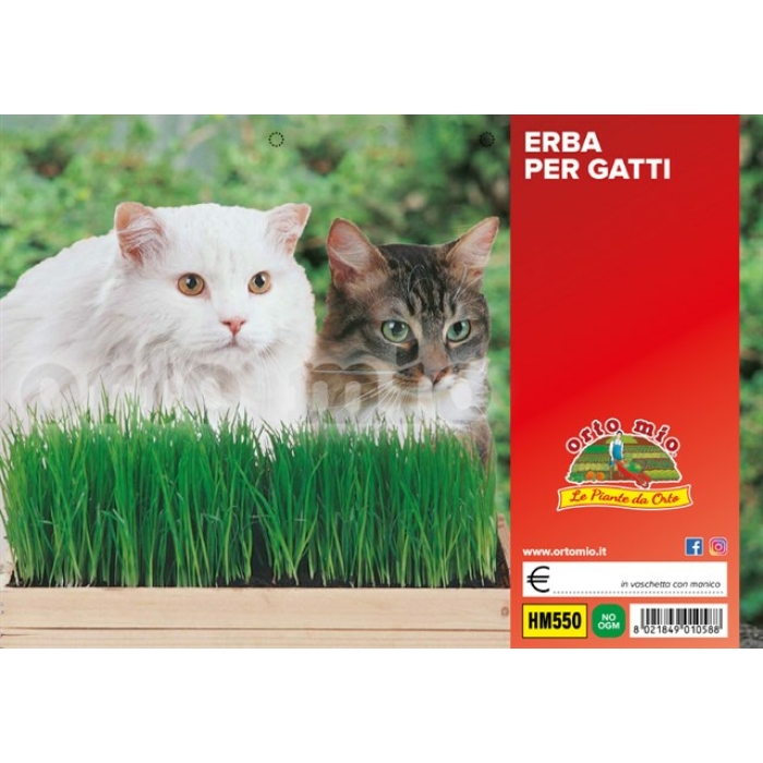 HIERBA PARA GATOS (mezcla de festucas)