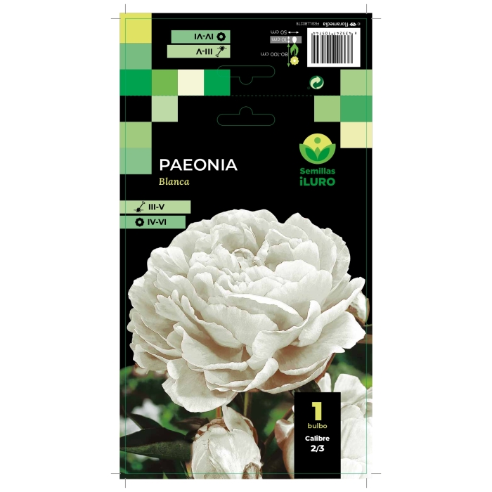 PAEONIA BLANCA
