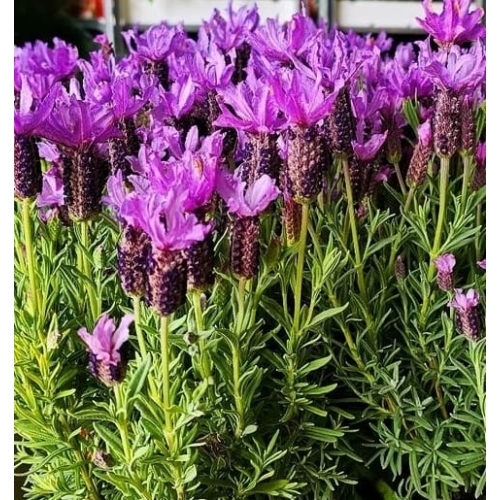 PLANTA AROMATICA EN MACETA 14 CM