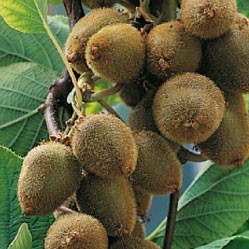 Kiwis