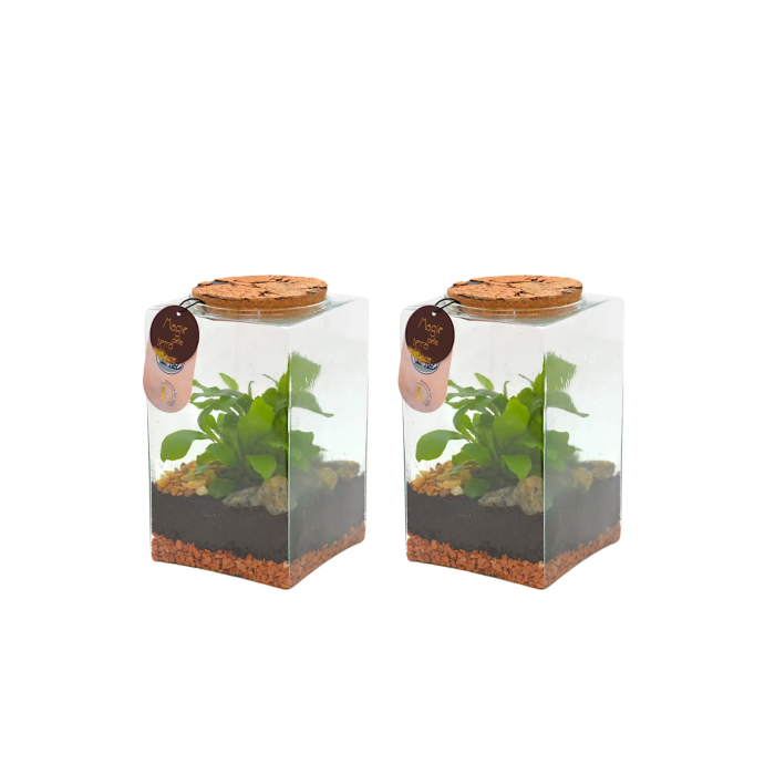 Composición Terrario  Cuadrado Pequeño M/11,5