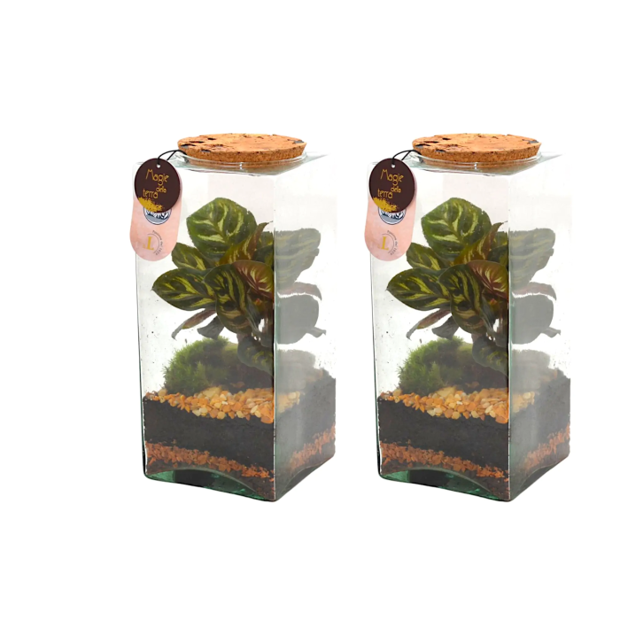 Composición Terrario Cuadrado M/11,5