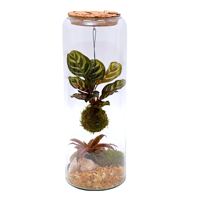 Composición Terrario Kokedama Grande M/12