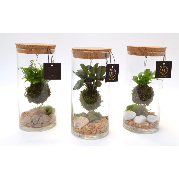 Composición Terrario Kokedama Mediano M/12