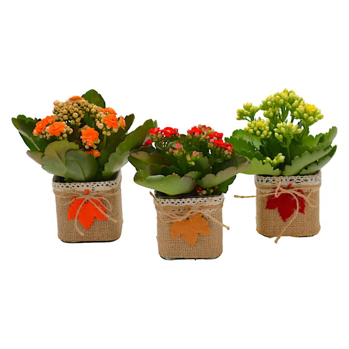 Composición Mini Kalanchoe Otoño Vidrio M/8
