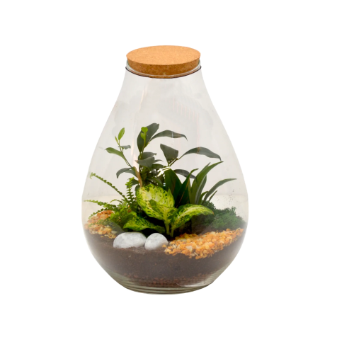 COMPOSICIÓN TERRARIO ANFORA M.28