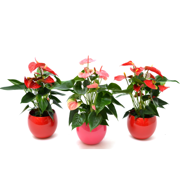 Composición Anthurium en Cerámica M/15