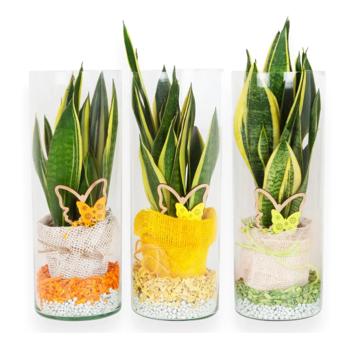 Composición Sanseveria Juta Cristal M15