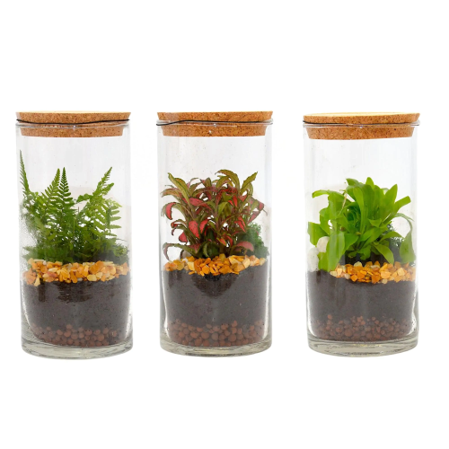 Composición Terrario Cilindrio Pequeño M10