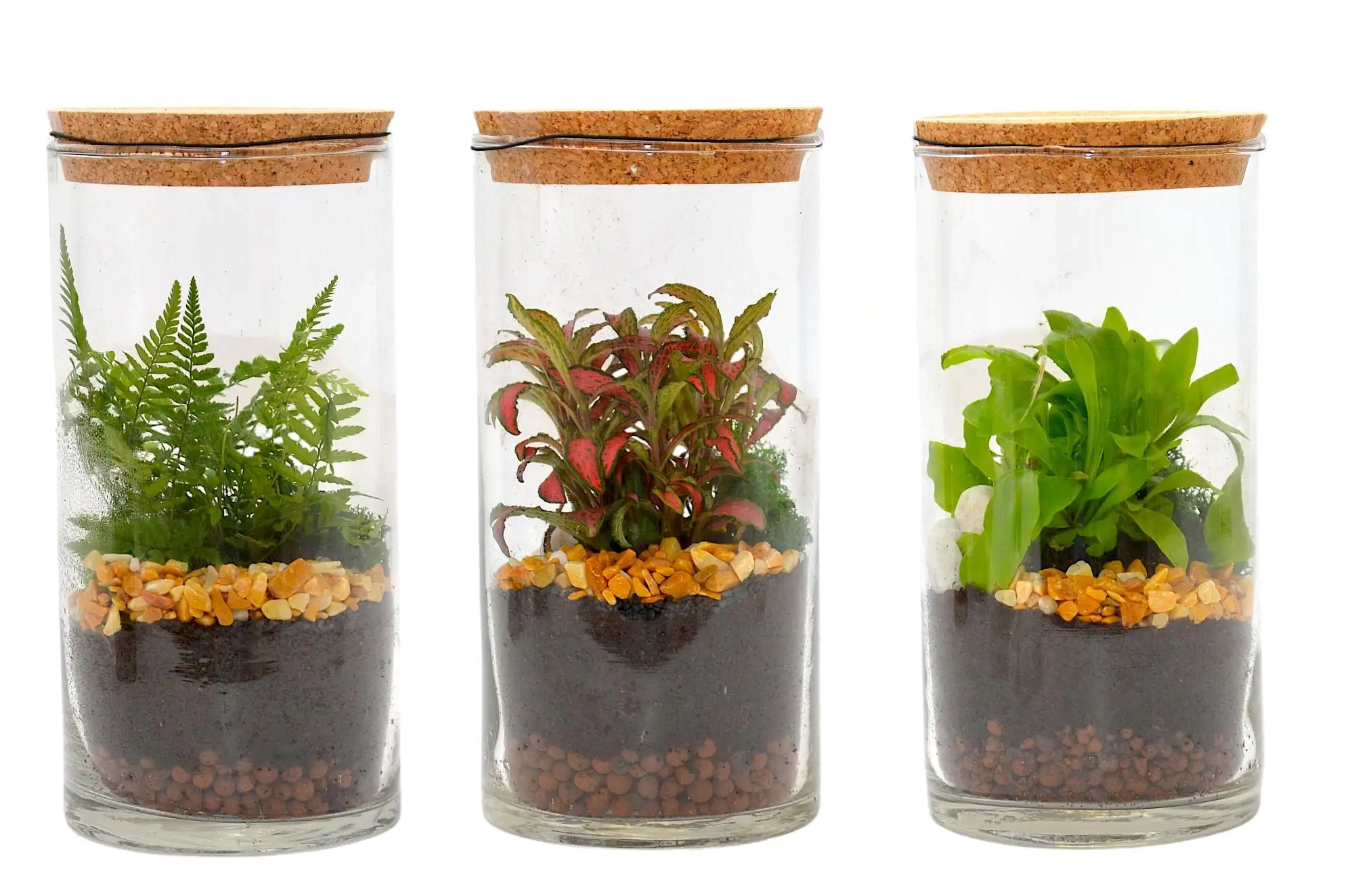 Composición Terrario Cilindrio Pequeño M10